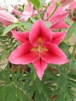 [5662 VZ W09 0013-01 No02.JPG]